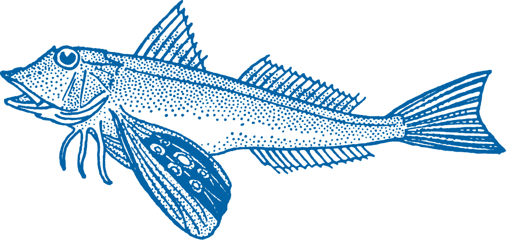 Gurnard Fish