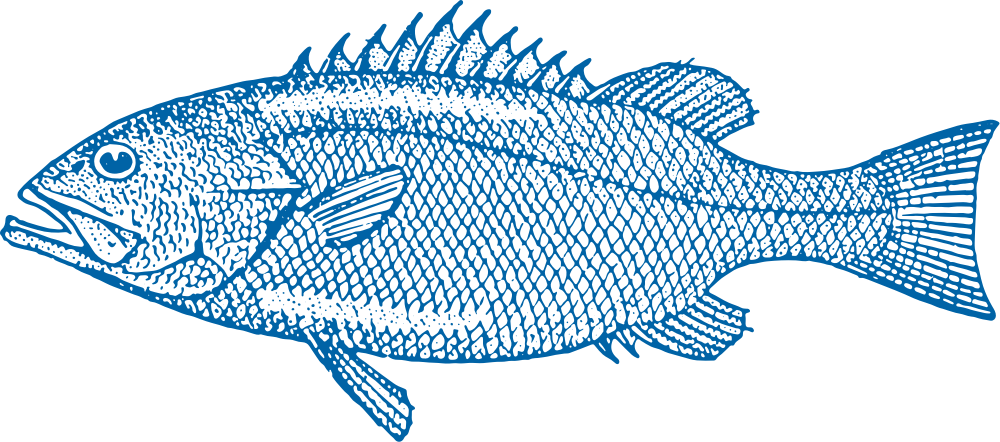 Hapuku / Groper Fish