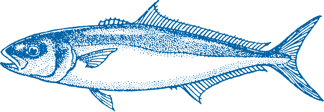 Yellowtail Kingfish Fish