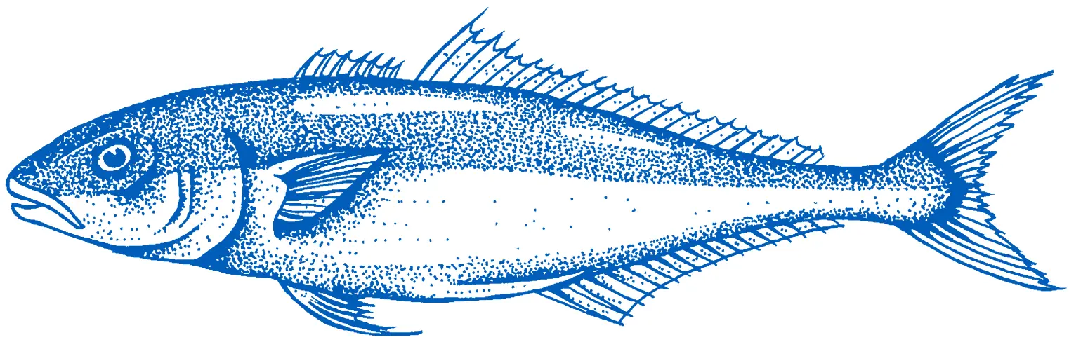 Yellowtail Kingfish Fish
