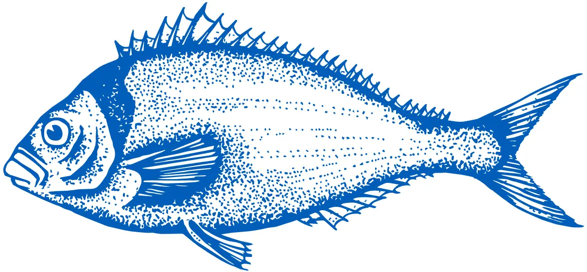 Tarakihi Fish