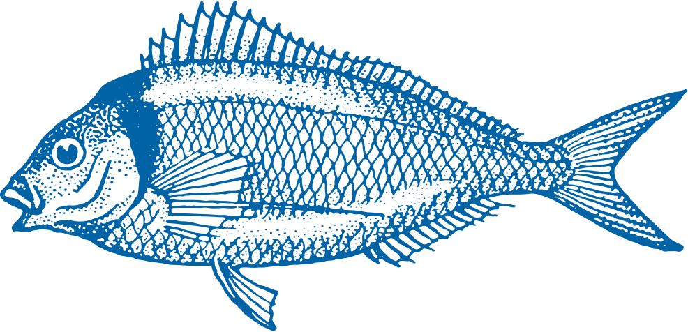 Gisborne Tarakihi Fish